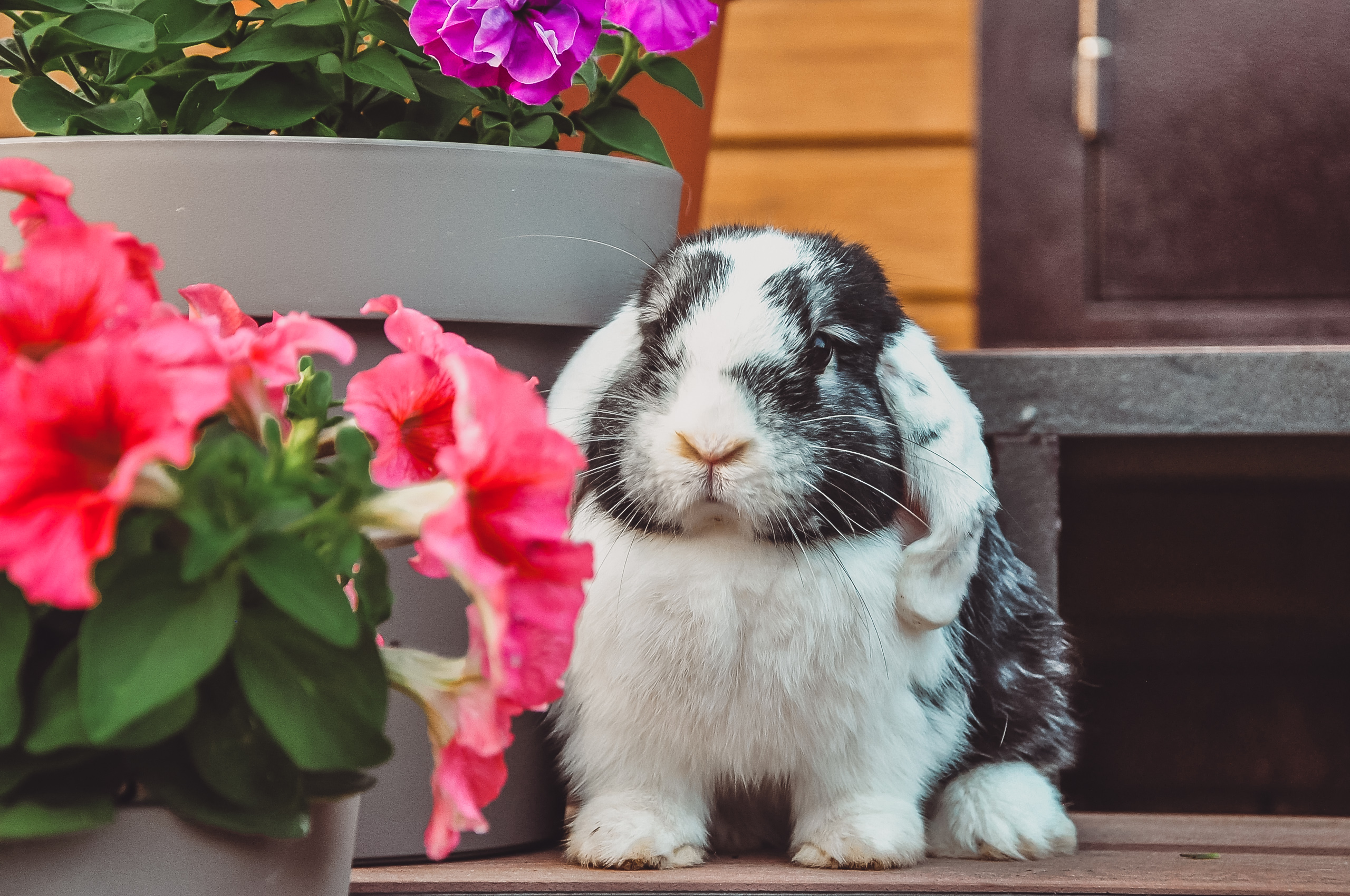 Photo inspiration: Rabbit Friendly Sedatives For Rabbit Travel Reference: Клинический Осмотр Кролика